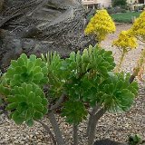 Aeonium arboreum JLcoll.053.JPG